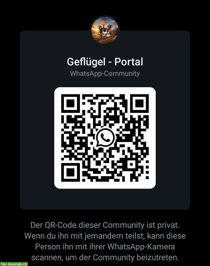 Bild 4: Gänsemarkt - Community für Geflügel Freunde, Züchter & Hobbyhalter