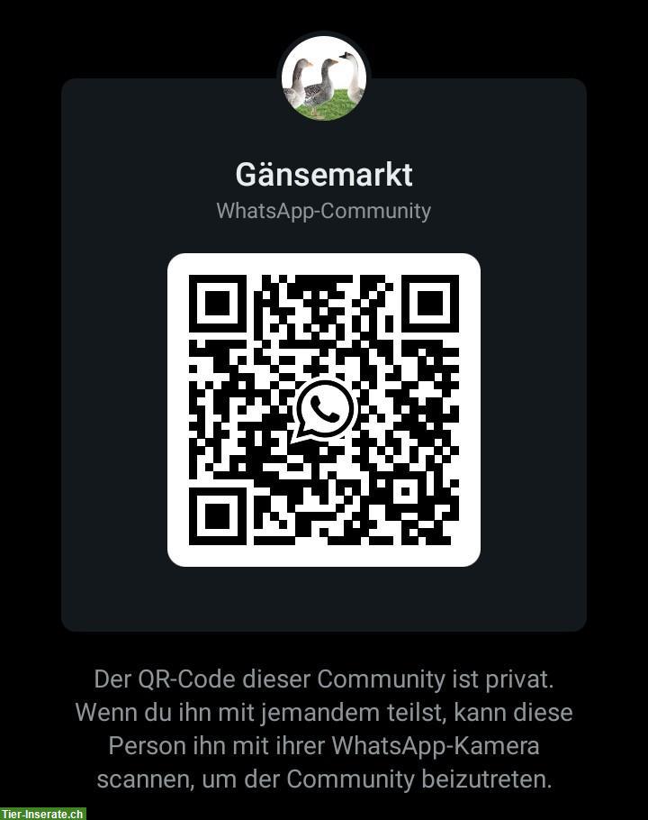 Bild 6: Gänsemarkt - Community für Geflügel Freunde, Züchter & Hobbyhalter