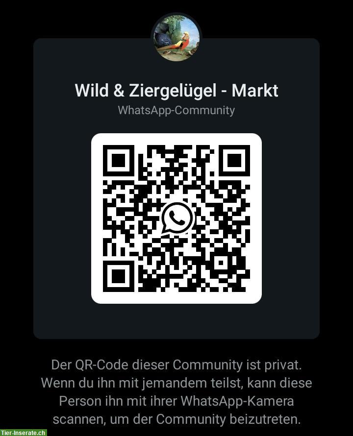 Bild 7: Gänsemarkt - Community für Geflügel Freunde, Züchter & Hobbyhalter