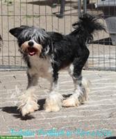 Chinese Crested Rüde Fridolin Fröhlich | Terra Civis