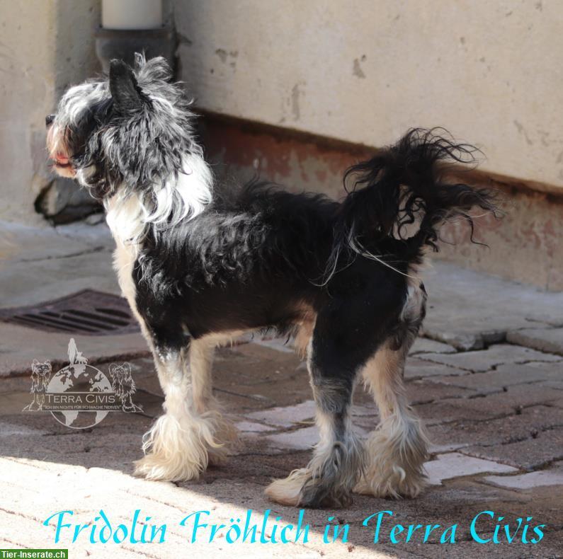 Bild 2: Chinese Crested Rüde Fridolin Fröhlich | Terra Civis