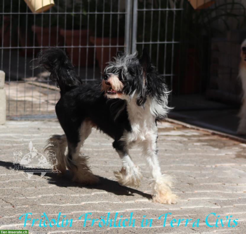 Bild 3: Chinese Crested Rüde Fridolin Fröhlich | Terra Civis