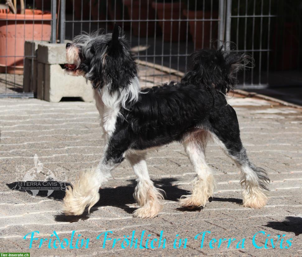 Bild 4: Chinese Crested Rüde Fridolin Fröhlich | Terra Civis