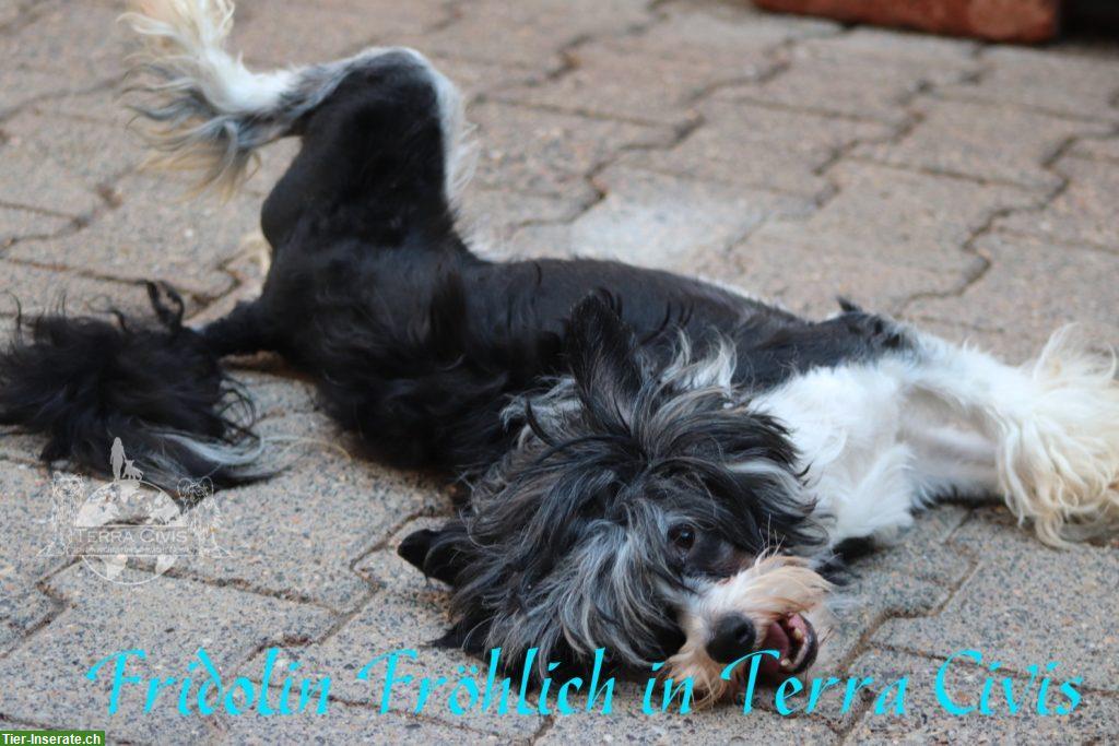 Bild 5: Chinese Crested Rüde Fridolin Fröhlich | Terra Civis
