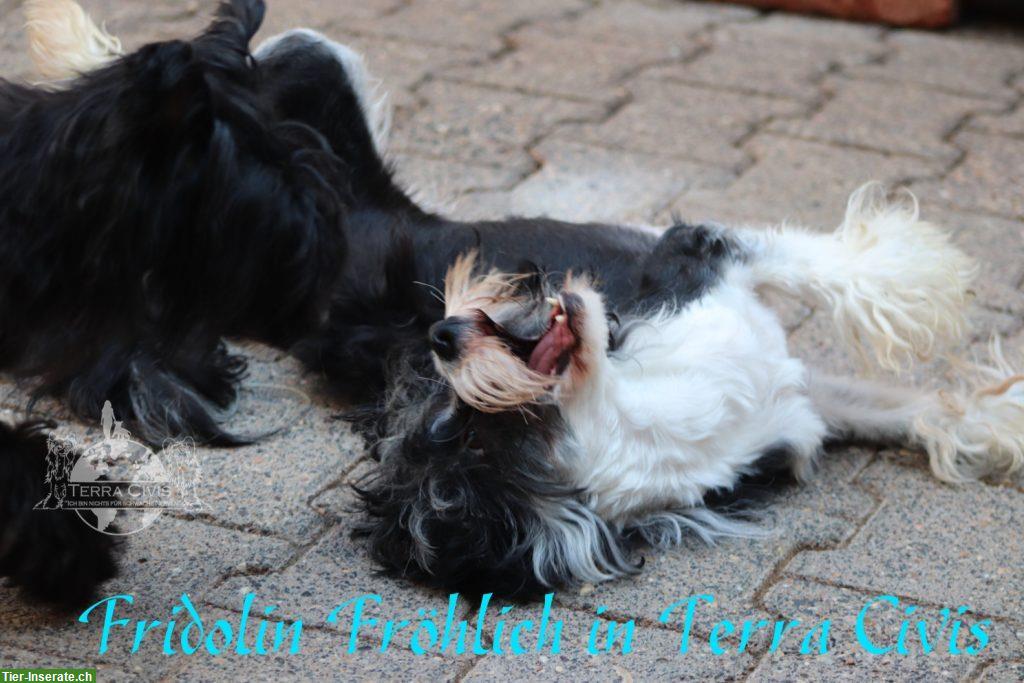 Bild 6: Chinese Crested Rüde Fridolin Fröhlich | Terra Civis