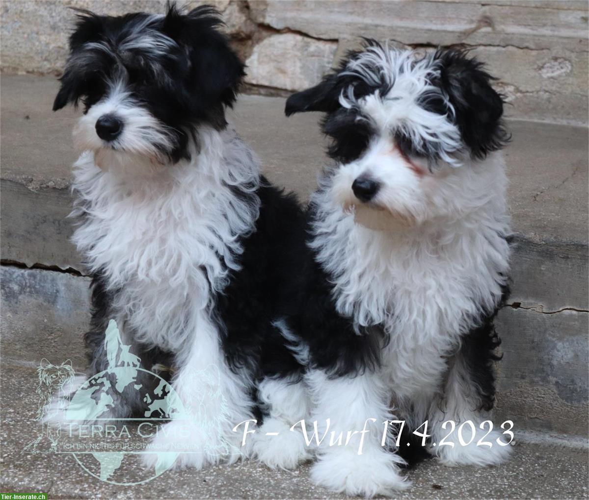 Bild 7: Chinese Crested Rüde Fridolin Fröhlich | Terra Civis