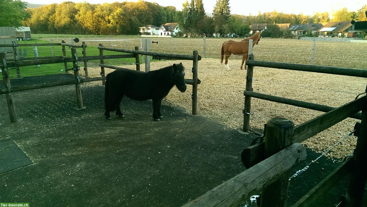 Bild 4: 2 grosszügige 🐴Boxen für Pferde oder Ponys zu vergeben
