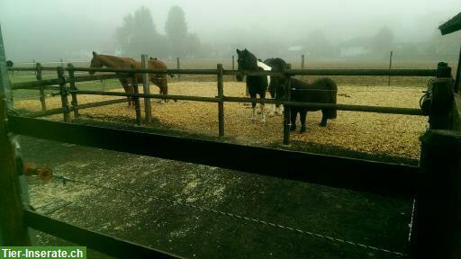 Bild 7: 2 grosszügige 🐴Boxen für Pferde oder Ponys zu vergeben