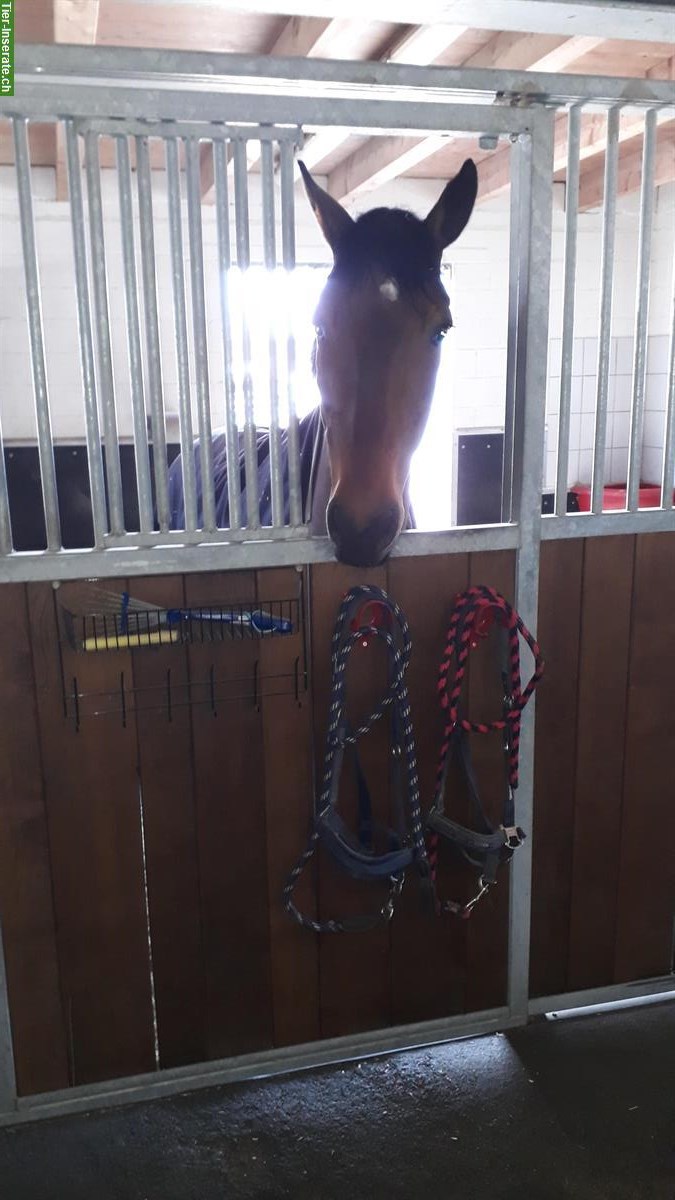 Bild 8: 2 grosszügige 🐴Boxen für Pferde oder Ponys zu vergeben