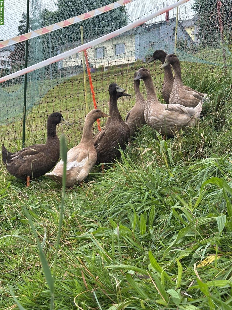 Junge Enten zu verkaufen