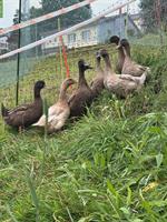 Junge Enten zu verkaufen