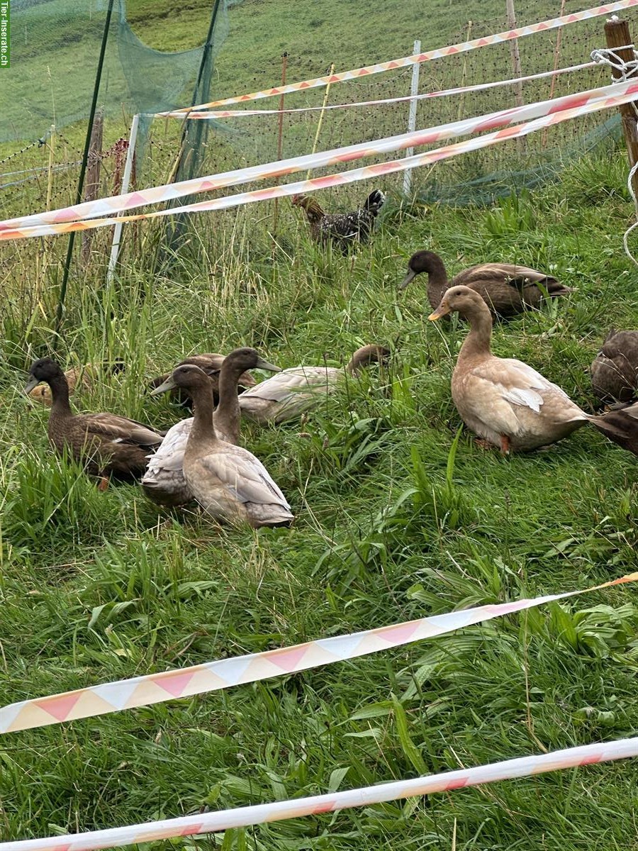 Bild 2: Junge Enten zu verkaufen