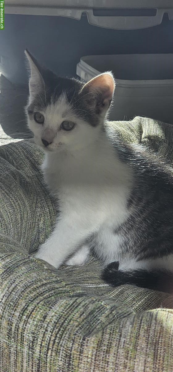 Süsses Kitten vom Bauernhof, 12 Wochen alt