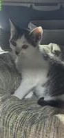 Süsses Kitten vom Bauernhof, 12 Wochen alt