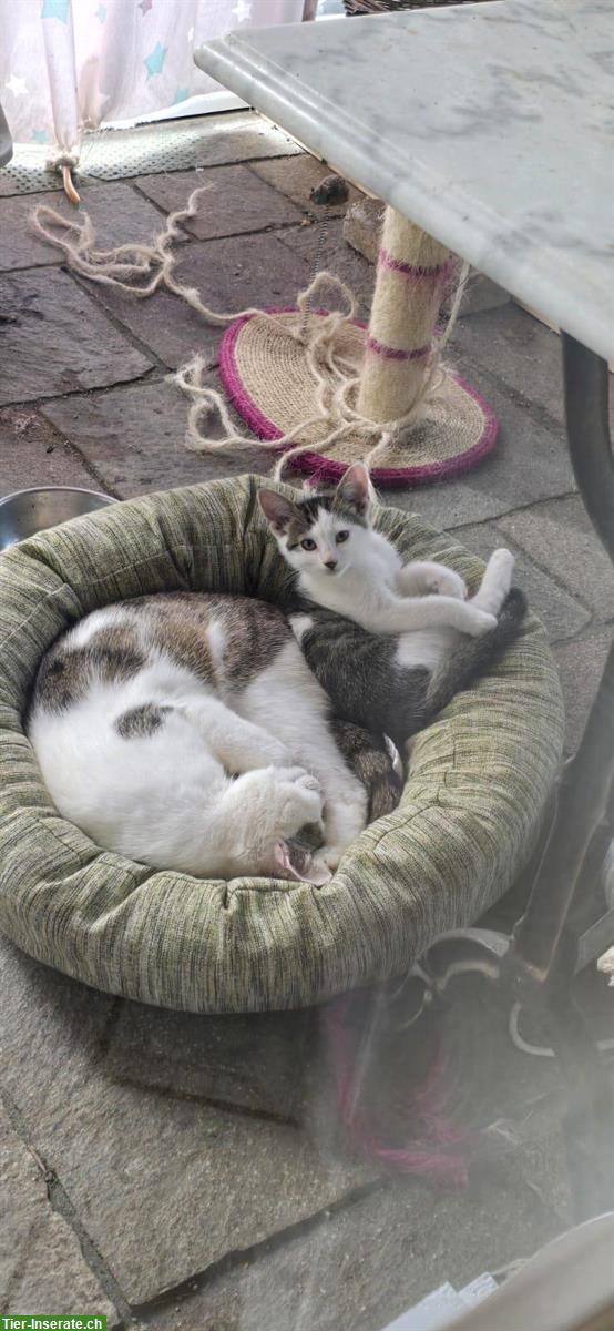 Bild 2: Süsses Kitten vom Bauernhof, 12 Wochen alt