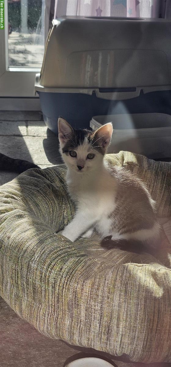 Bild 4: Süsses Kitten vom Bauernhof, 12 Wochen alt