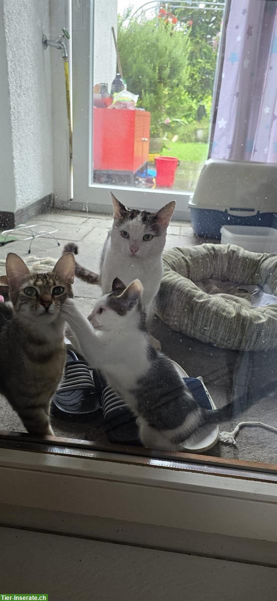 Bild 5: Süsses Kitten vom Bauernhof, 12 Wochen alt