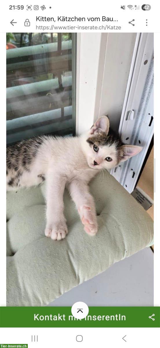 Bild 6: Süsses Kitten vom Bauernhof, 12 Wochen alt