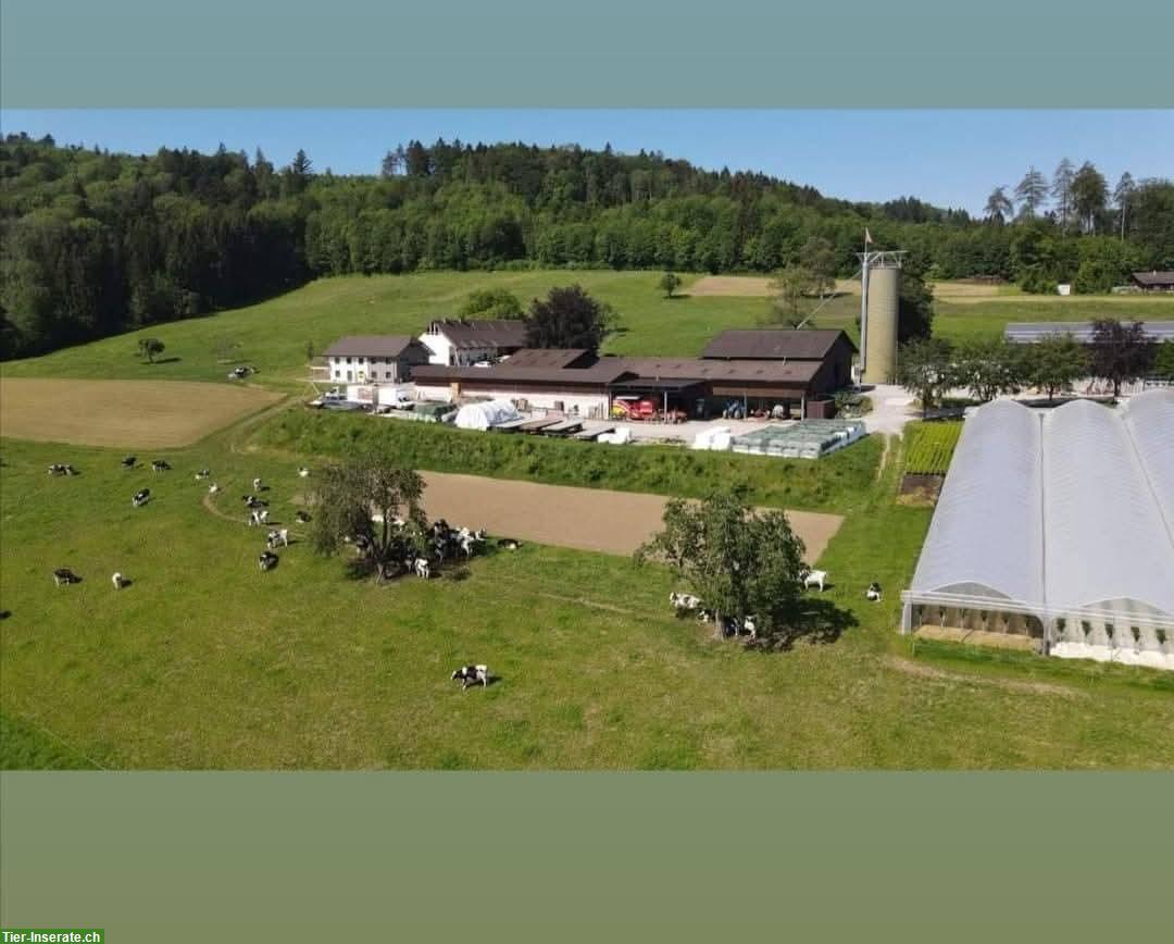 Auslaufboxe zu vermieten in Dintikon im Aargau