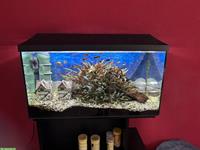 120 Liter Aquarium komplett mit Technik und Zierfische