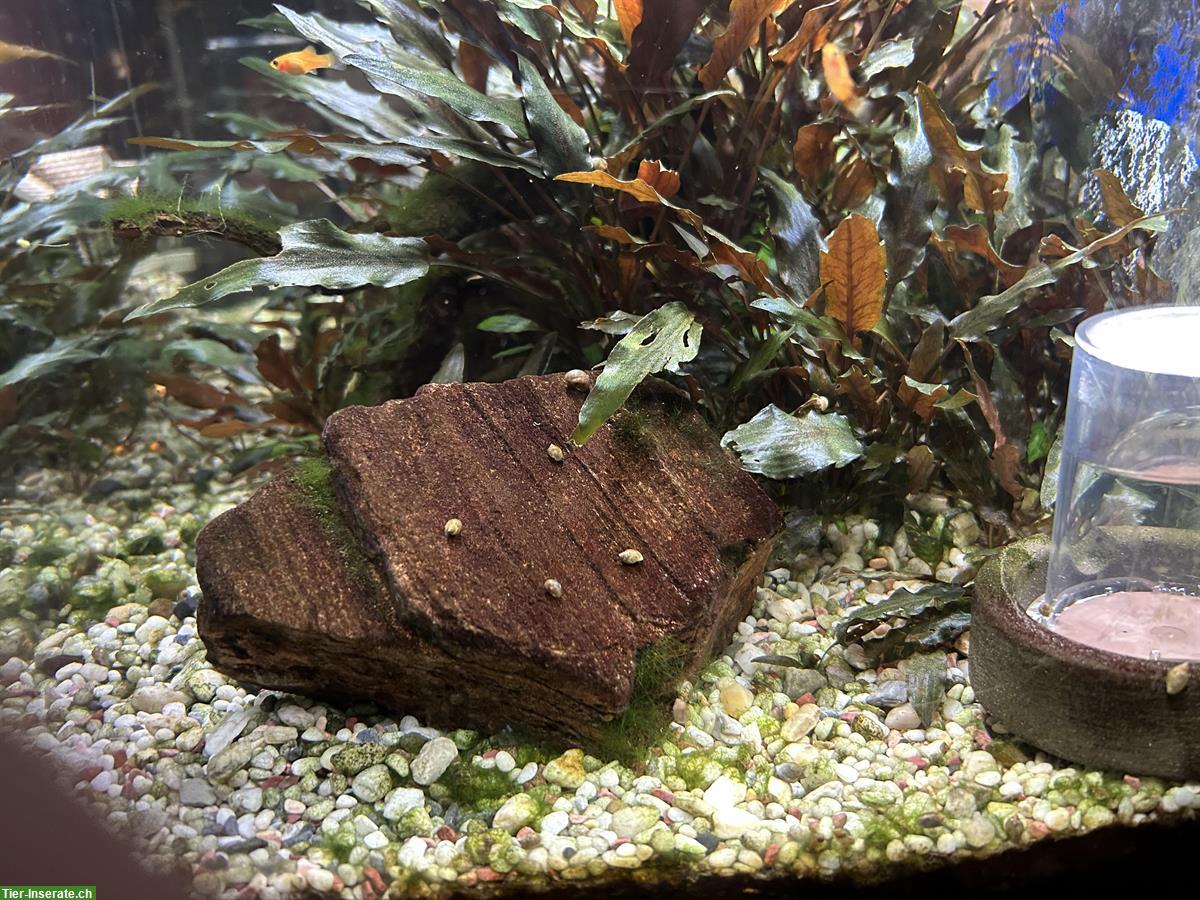 Bild 2: 120 Liter Aquarium komplett mit Technik und Zierfische