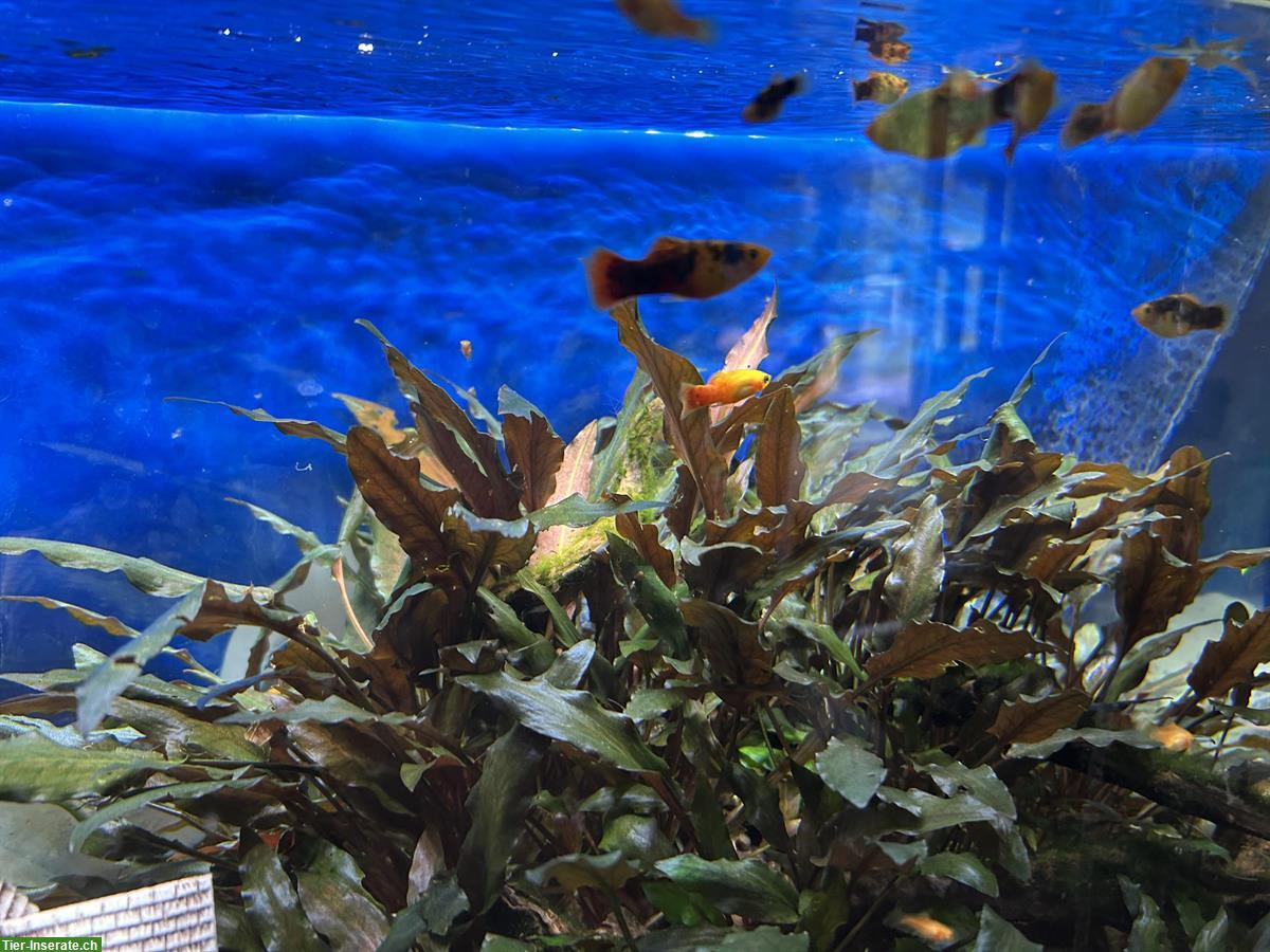 Bild 3: 120 Liter Aquarium komplett mit Technik und Zierfische