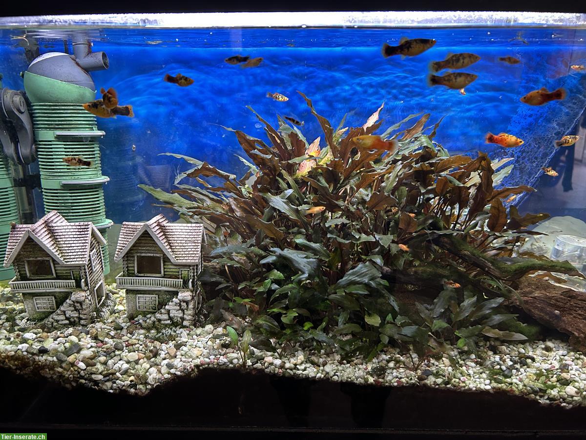 Bild 4: 120 Liter Aquarium komplett mit Technik und Zierfische