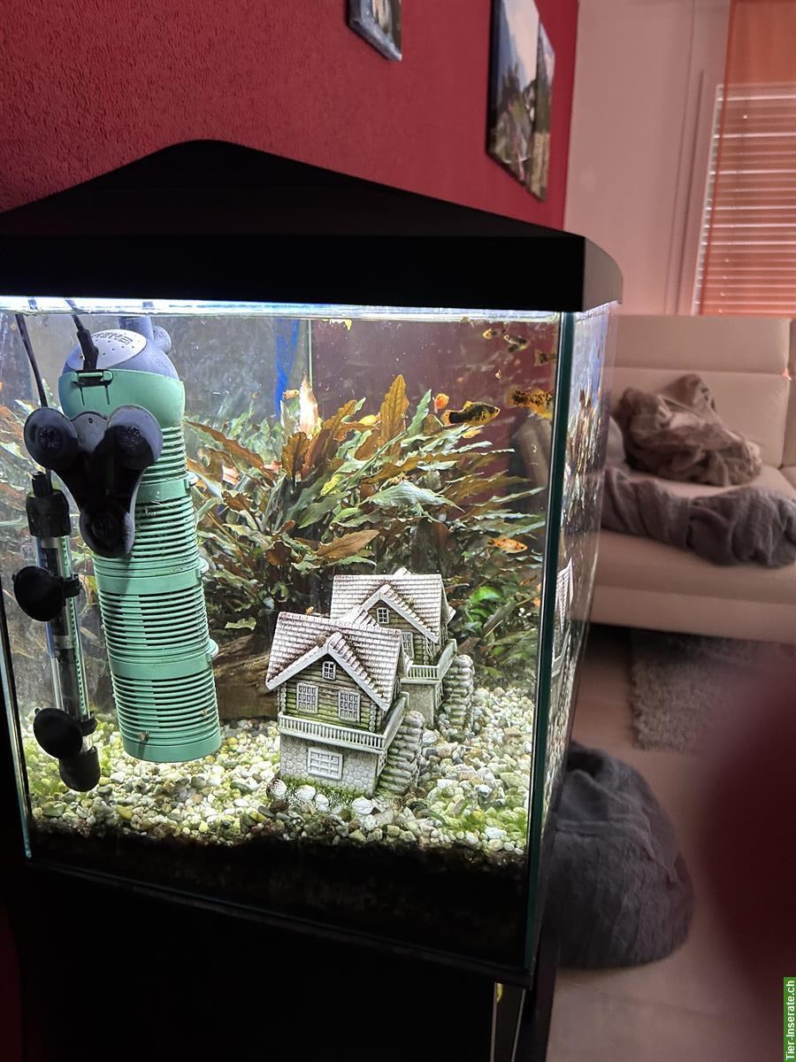 Bild 5: 120 Liter Aquarium komplett mit Technik und Zierfische