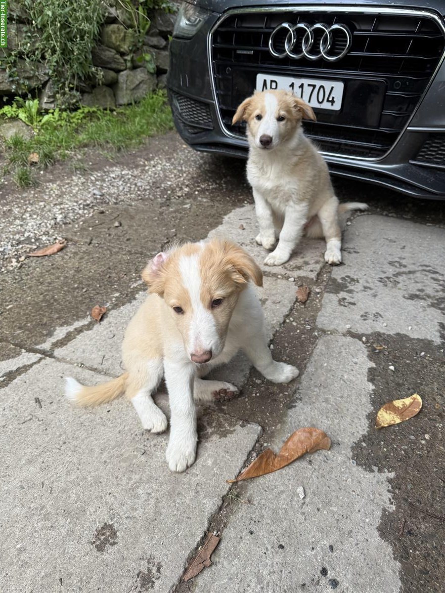 Border Collie x Aussie mix Welpen vom Bauernhof