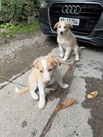 Border Collie x Aussie mix Welpen vom Bauernhof