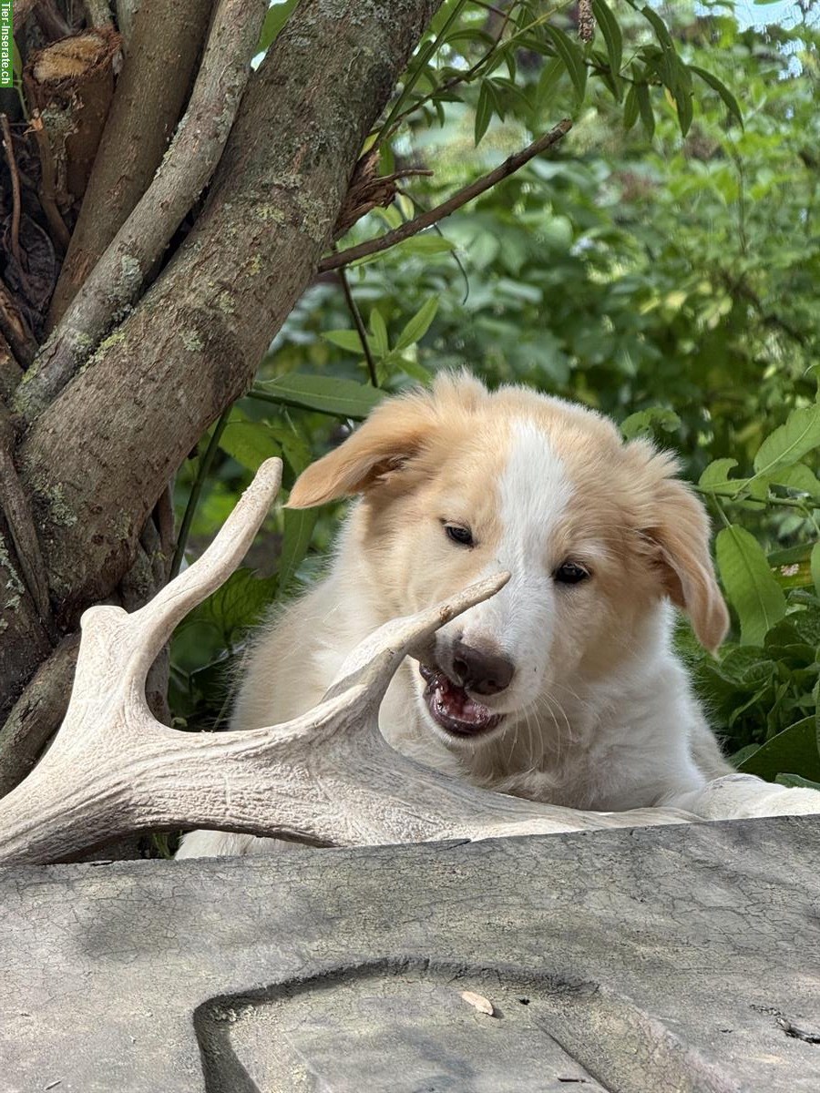 Bild 2: Border Collie x Aussie mix Welpen vom Bauernhof