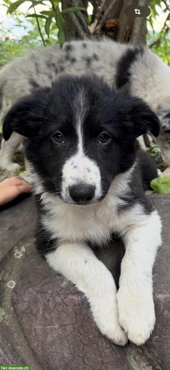 Bild 3: Border Collie x Aussie mix Welpen vom Bauernhof