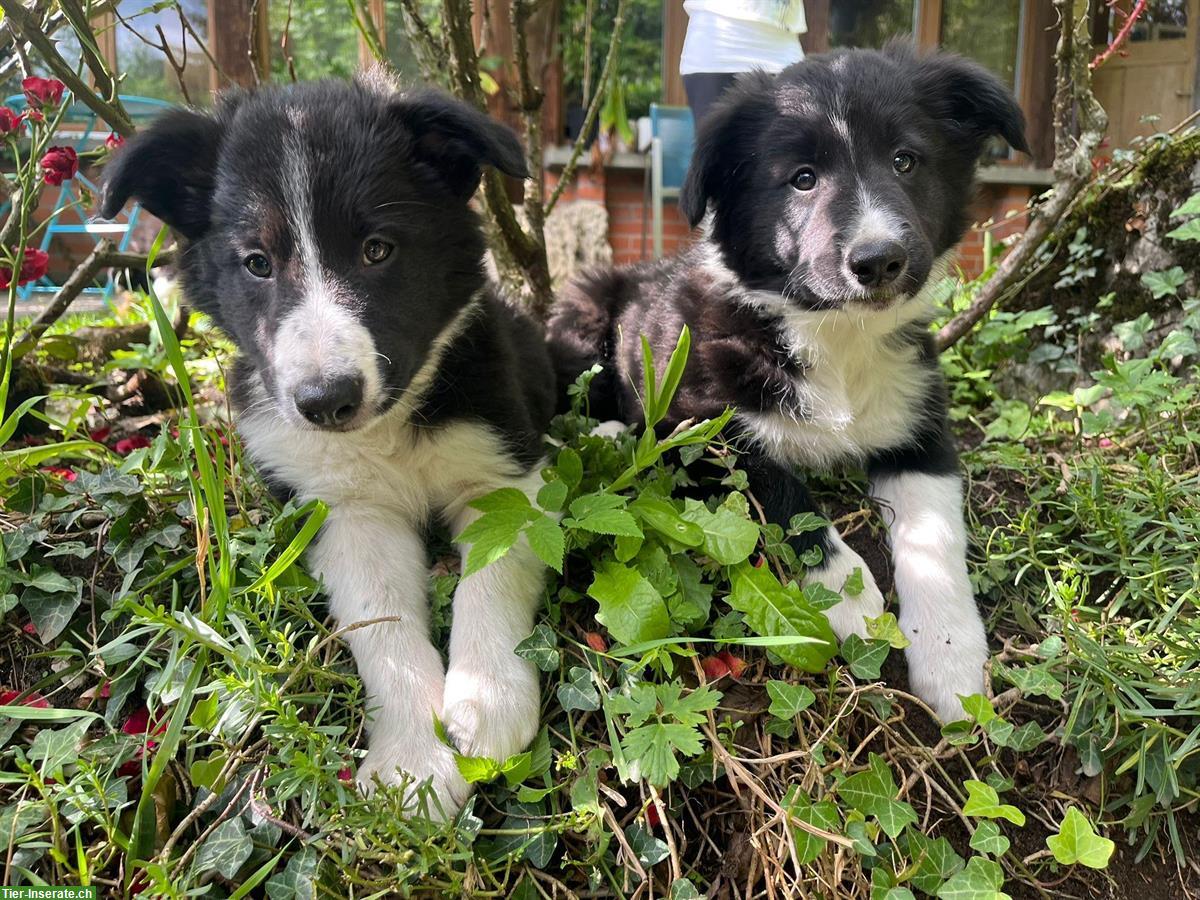 Bild 4: Border Collie x Aussie mix Welpen vom Bauernhof