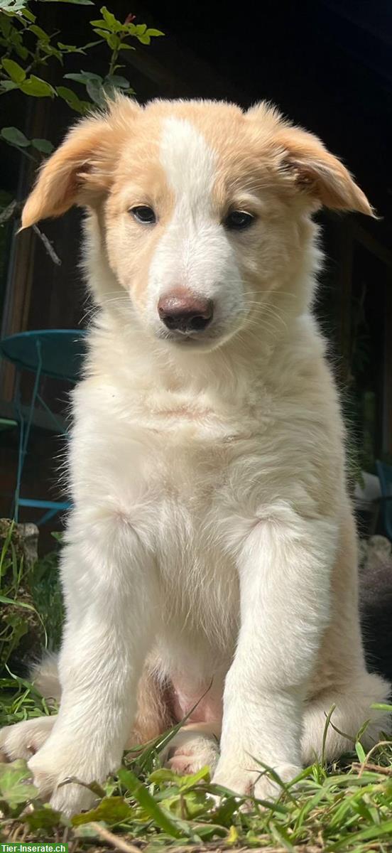 Bild 5: Border Collie x Aussie mix Welpen vom Bauernhof