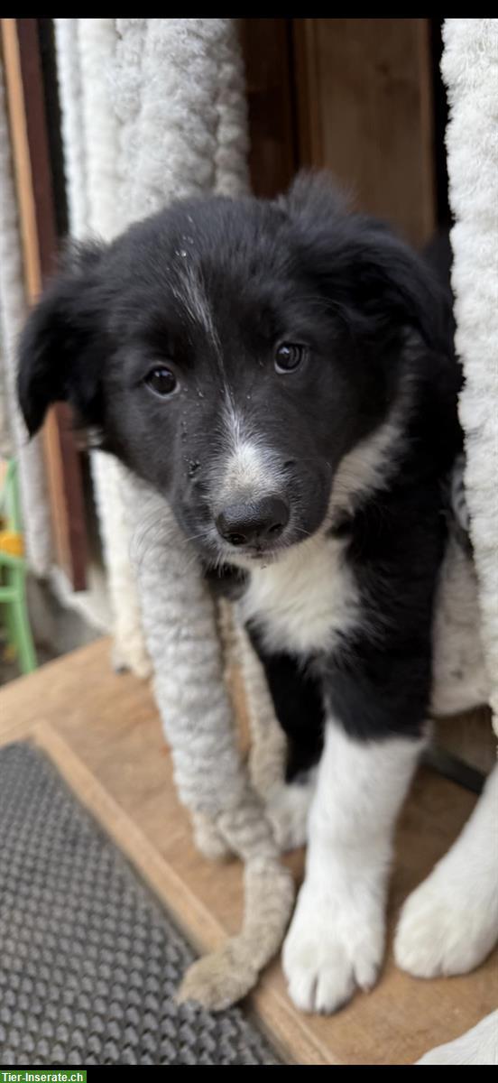 Bild 6: Border Collie x Aussie mix Welpen vom Bauernhof