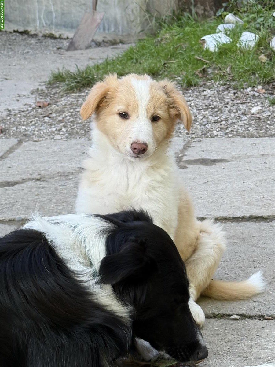 Bild 7: Border Collie x Aussie mix Welpen vom Bauernhof