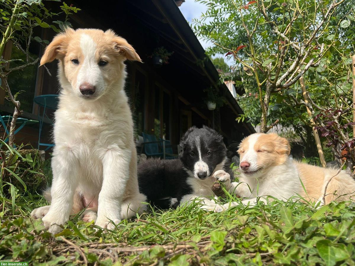 Bild 8: Border Collie x Aussie mix Welpen vom Bauernhof