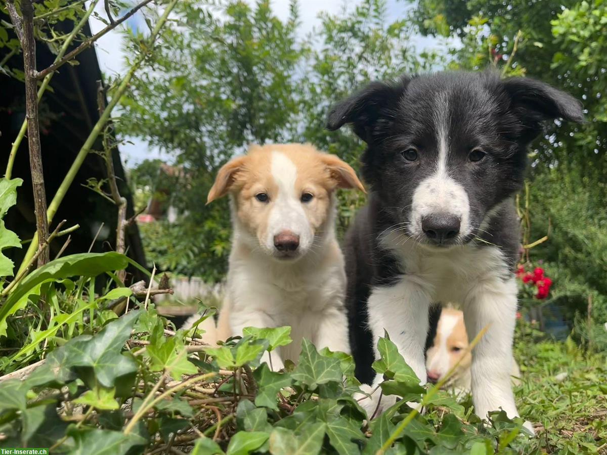 Bild 9: Border Collie x Aussie mix Welpen vom Bauernhof
