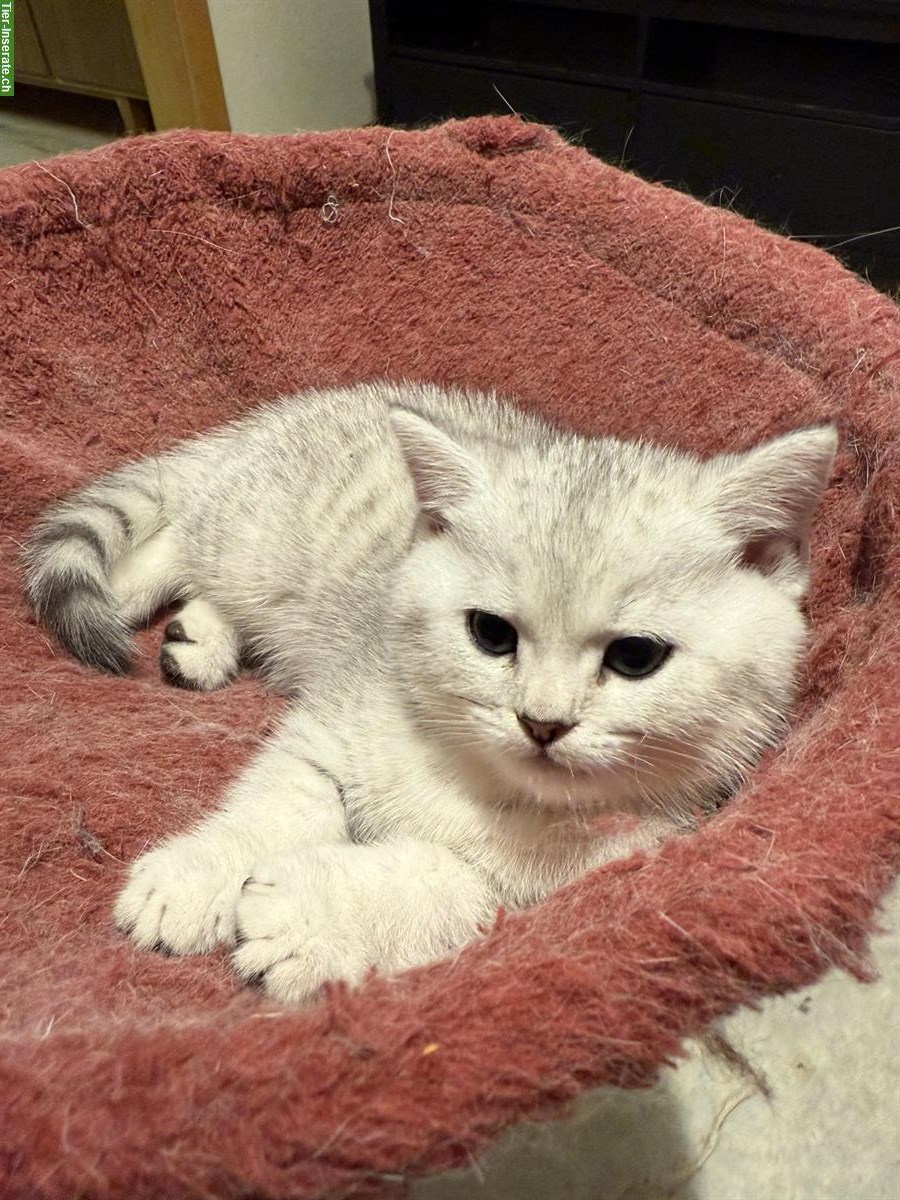 Kitten Britisch Kurzhaar mit Stammbaum, Katerchen