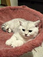 Kitten Britisch Kurzhaar mit Stammbaum, Katerchen