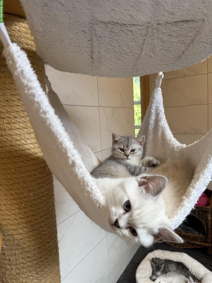 Bild 2: Kitten Britisch Kurzhaar mit Stammbaum, Katerchen