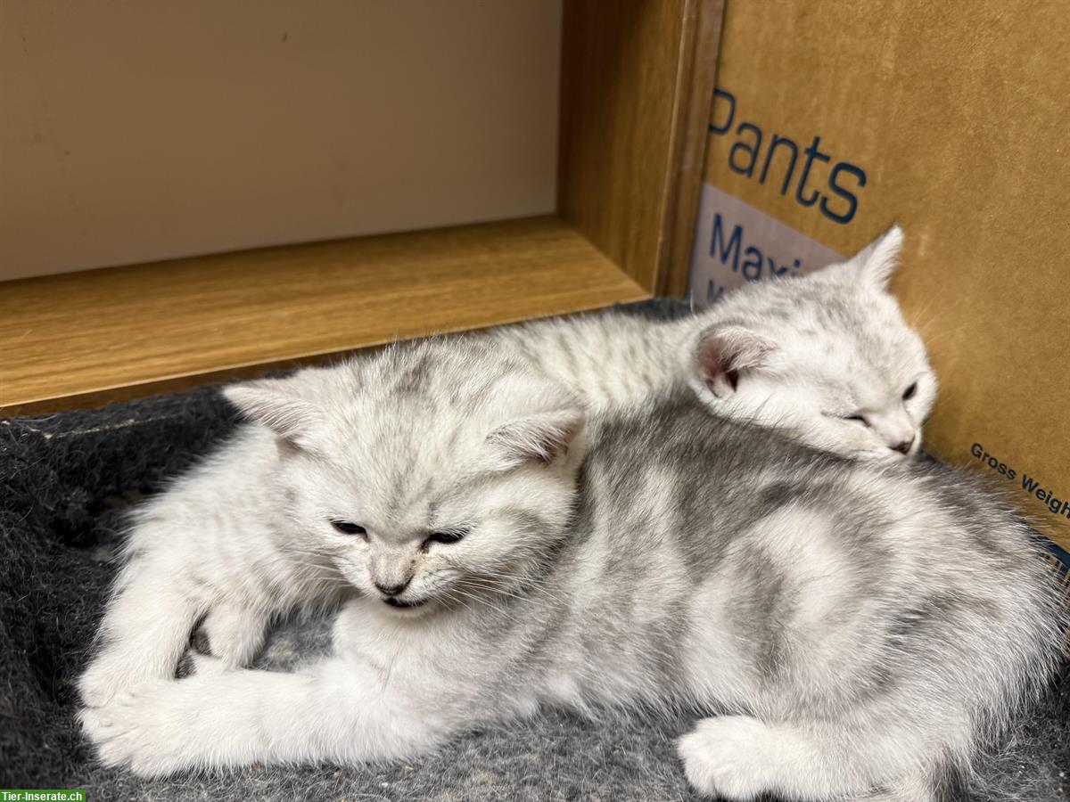 Bild 3: Kitten Britisch Kurzhaar mit Stammbaum, Katerchen