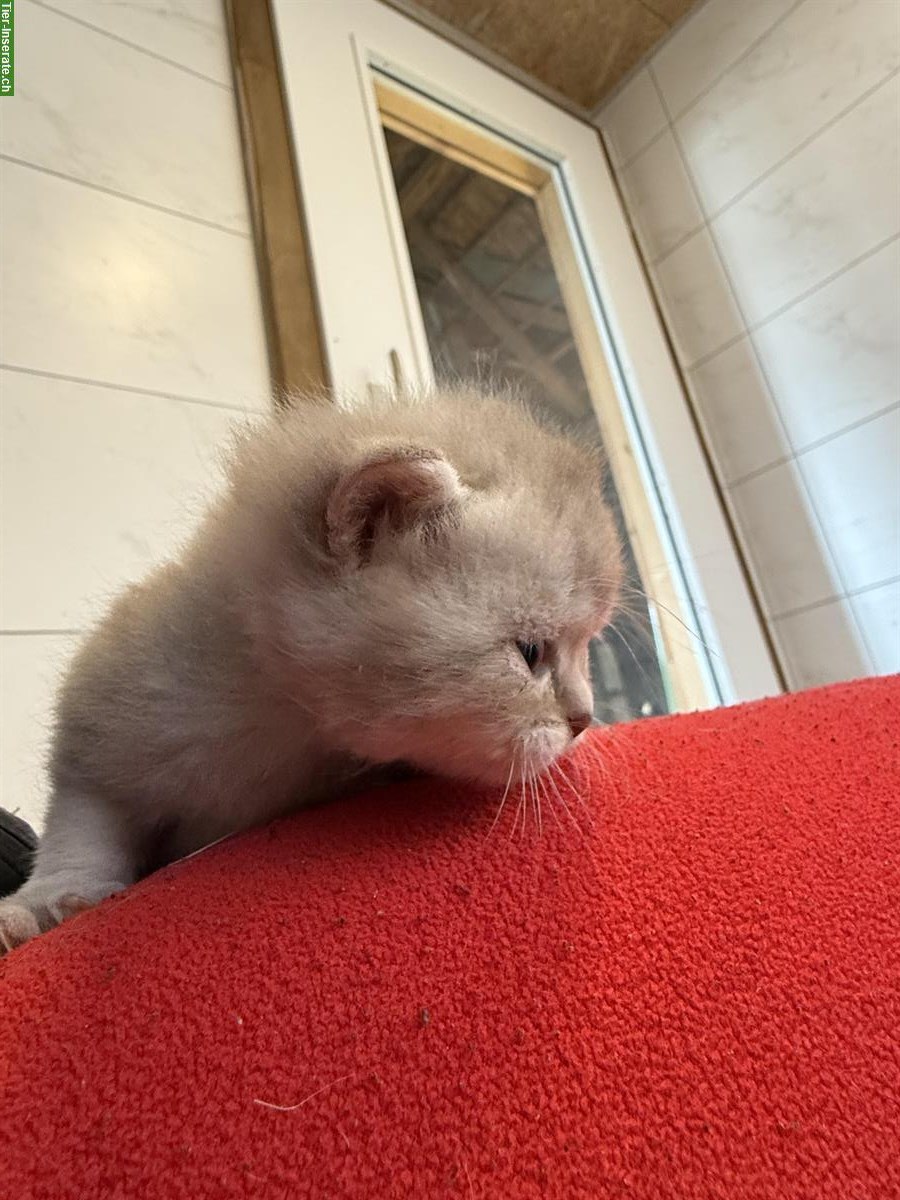 Bild 4: Kitten Britisch Kurzhaar mit Stammbaum, Katerchen