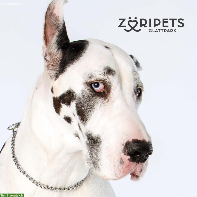 ZÜRIPETS® 24/7 Hundebetreuung, Hundepension, Hundetagesstätte