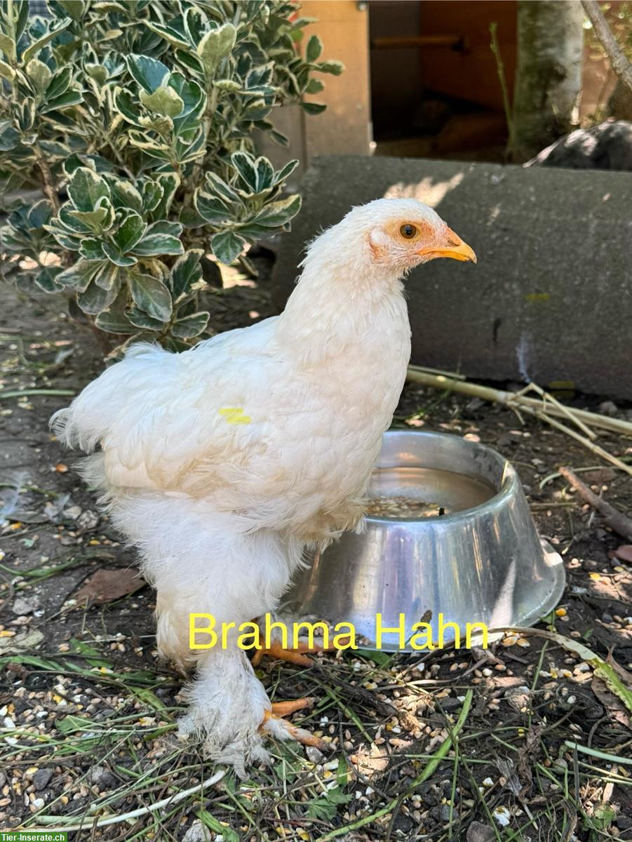 Grosse Brahma und Mischlings Hähne