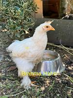Grosse Brahma und Mischlings Hähne
