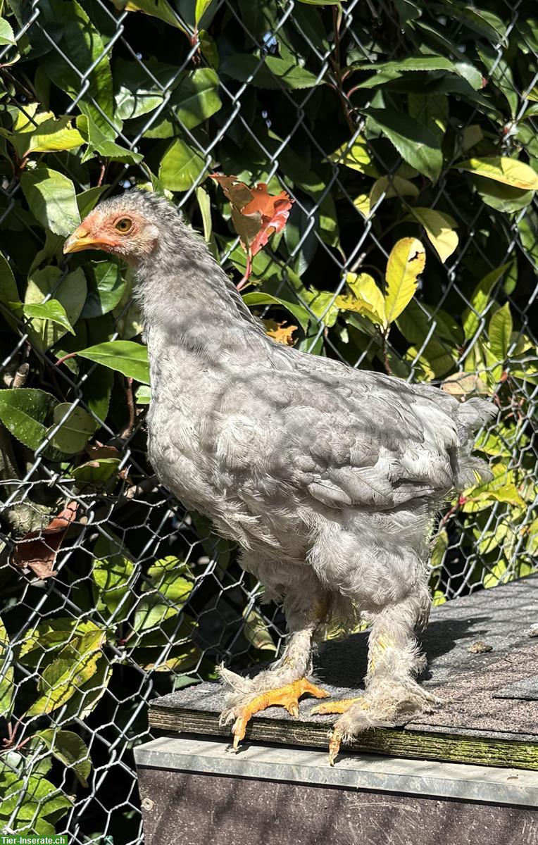 Bild 2: Grosse Brahma und Mischlings Hähne