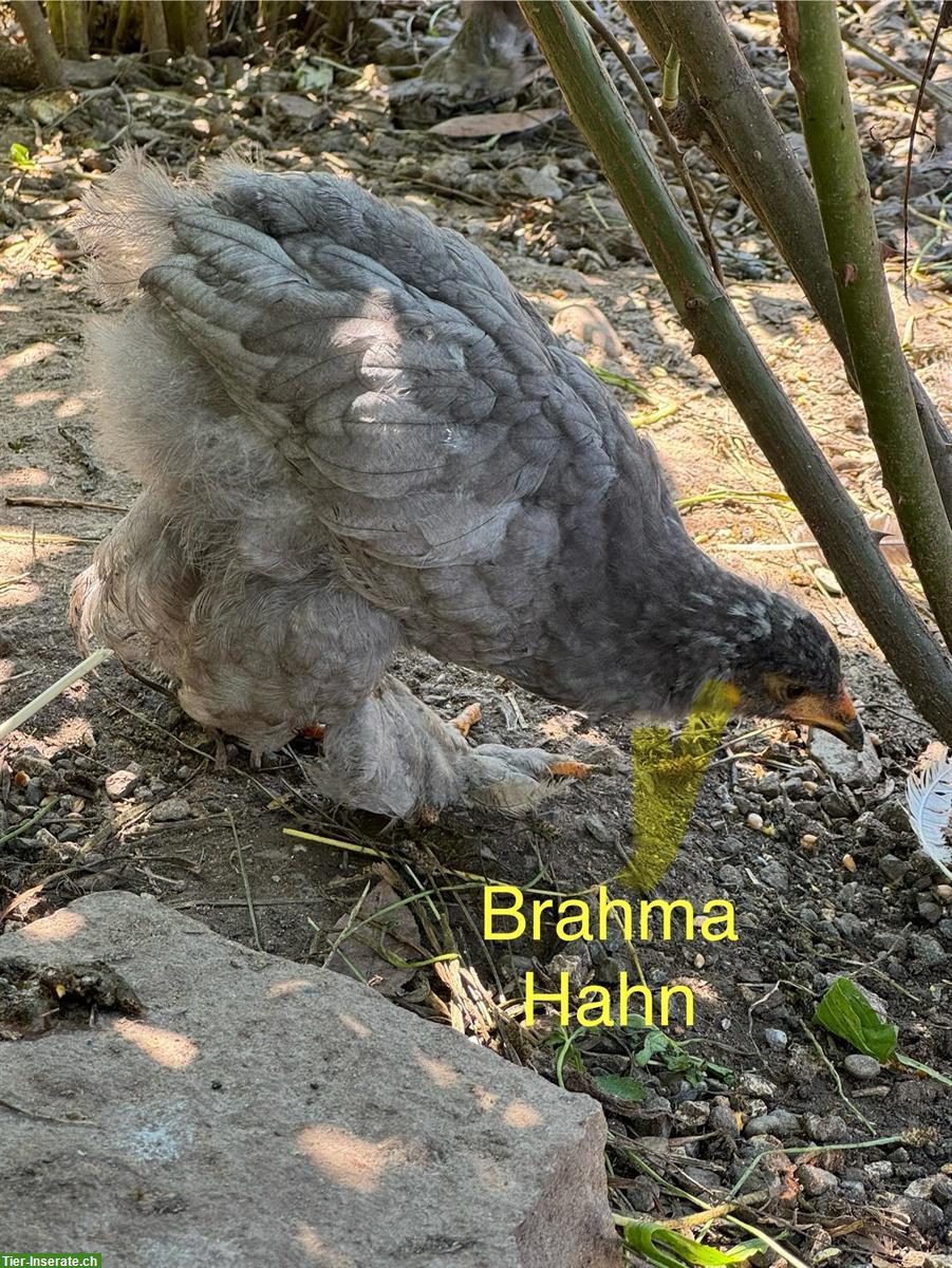Bild 3: Grosse Brahma und Mischlings Hähne