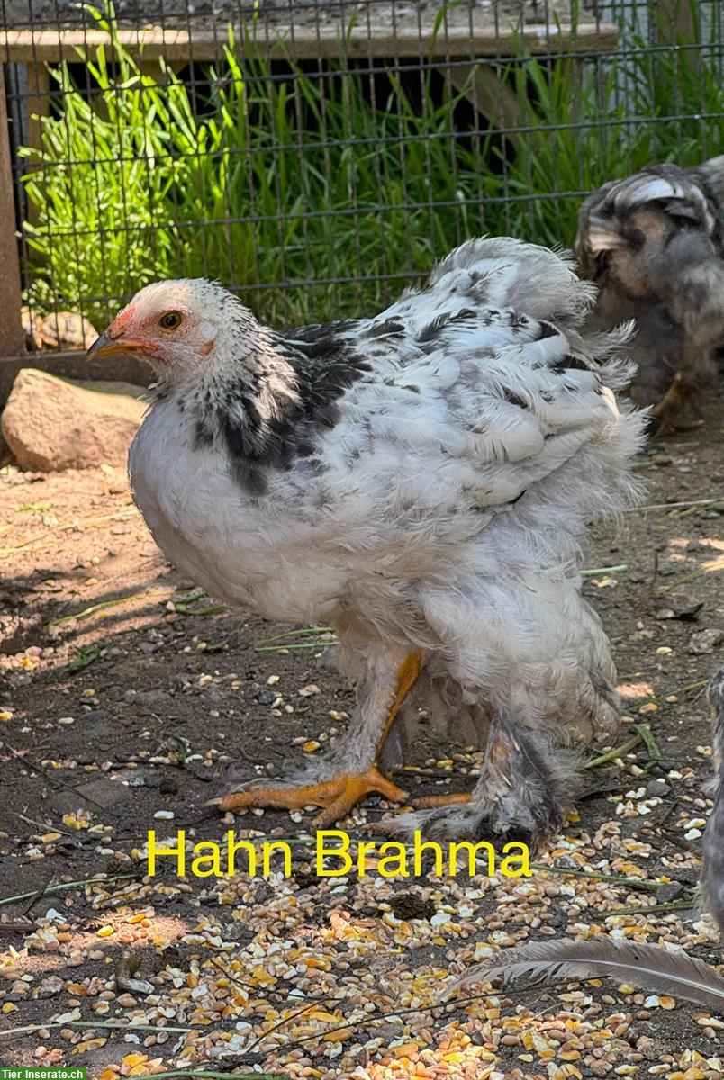 Bild 4: Grosse Brahma und Mischlings Hähne