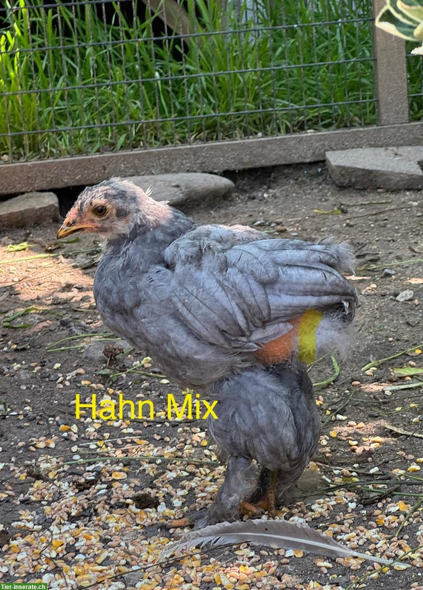 Bild 5: Grosse Brahma und Mischlings Hähne